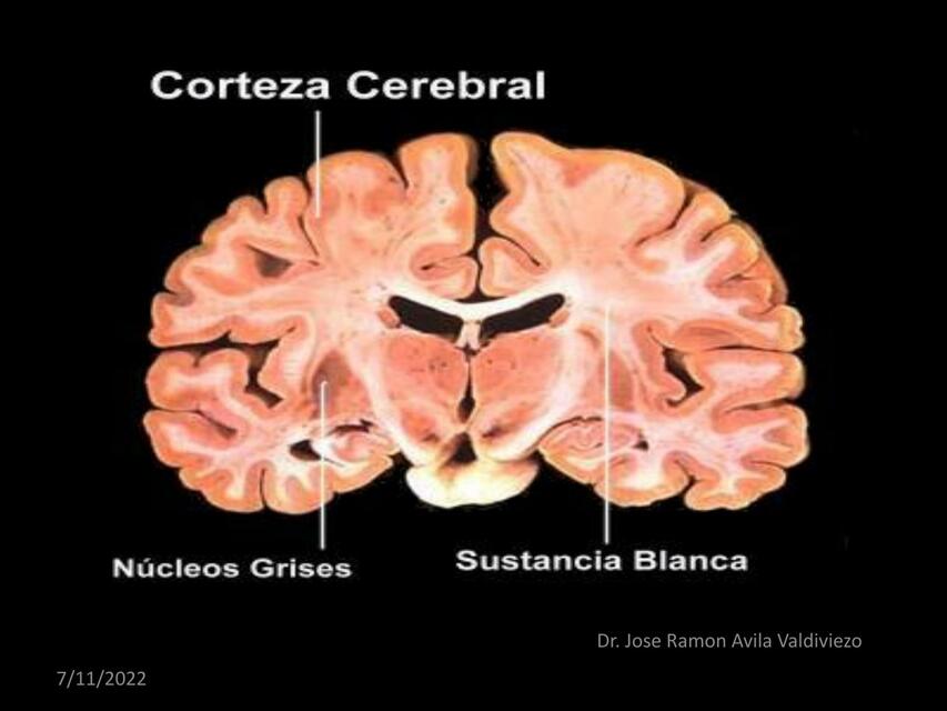 Corteza Cerebral 