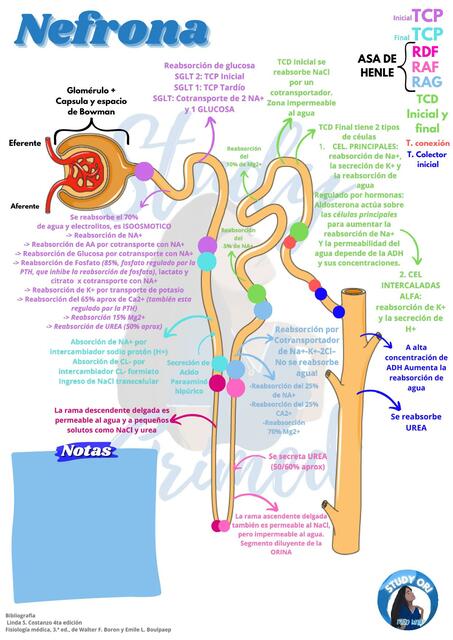 Nefrona- reabsorción y secreción - studyorimed