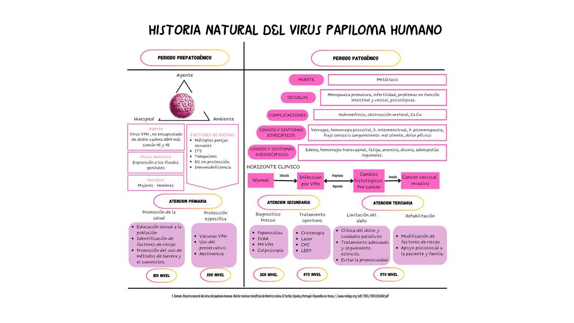 Historia Natural del Virus Papiloma Humano | Elizabeth Livia | uDocz