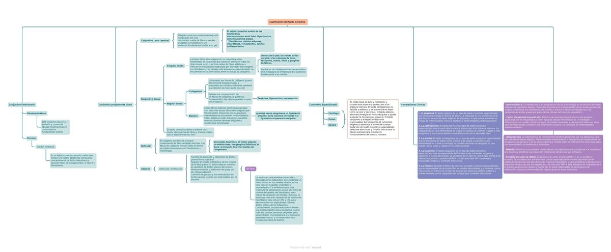 Mapa conceptual Tejido conectivo