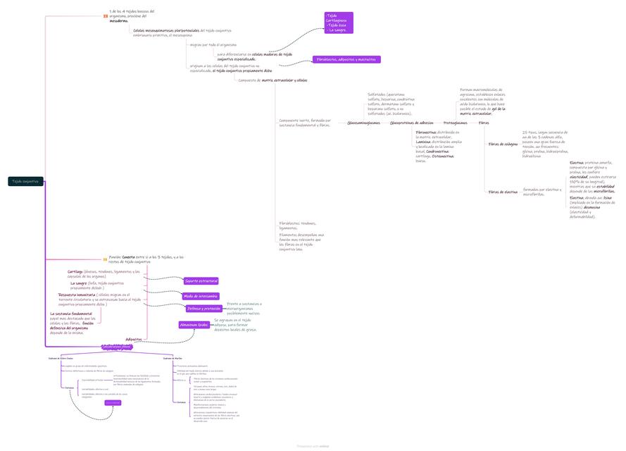 Mapa 3 Tejido Conectivo