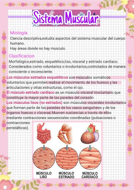 Sistema Muscular