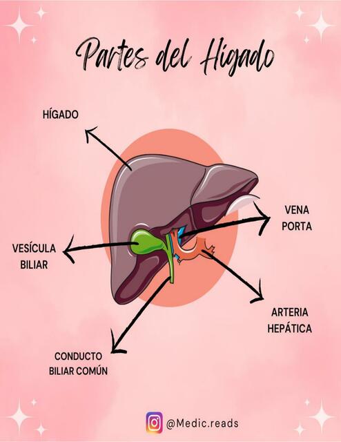 Partes del Higado MEDICREADS | Georgina Coronado | uDocz