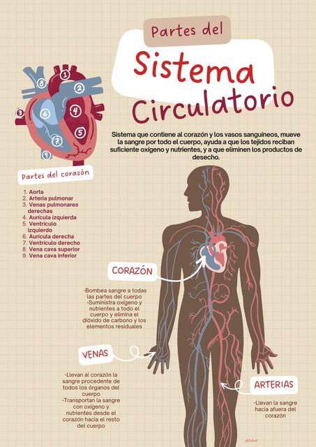 Sistema circulatorio partes