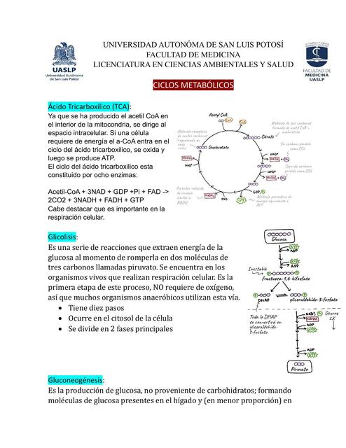 Ciclos metabolicos