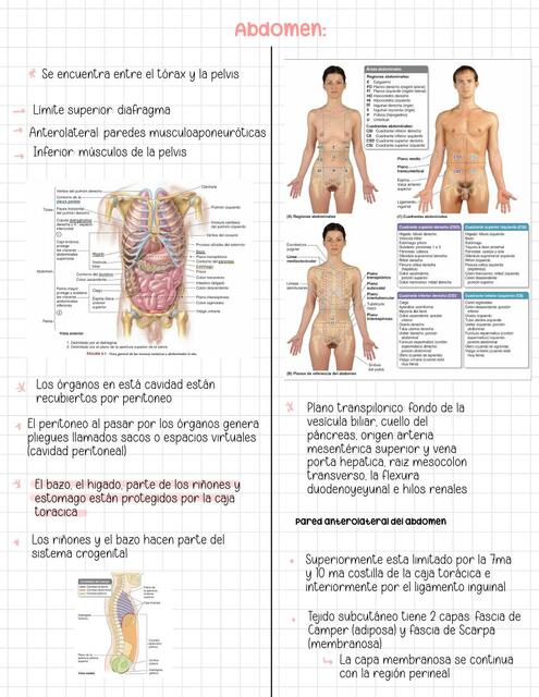 Abdomen