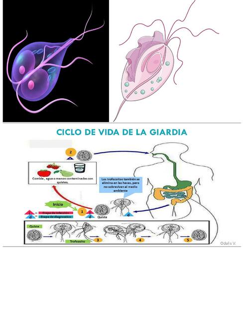 CICLO DE VIDA GIARDIA