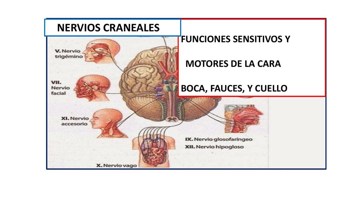 NERVIOS CRANEANOS ll