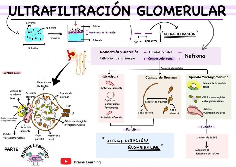 Fisiología renal