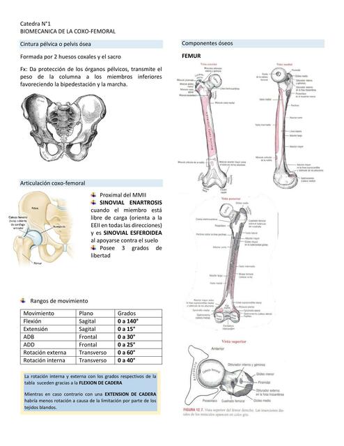 Biomecanica cadera