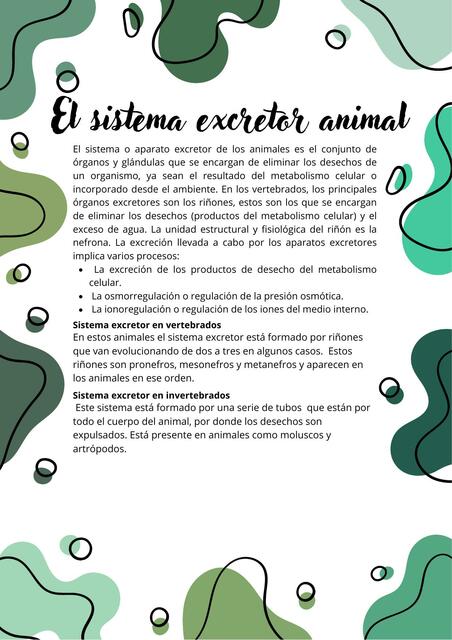 El sistema excretor animal