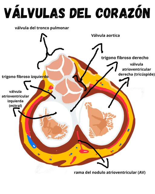 Válvulas del Corazón 