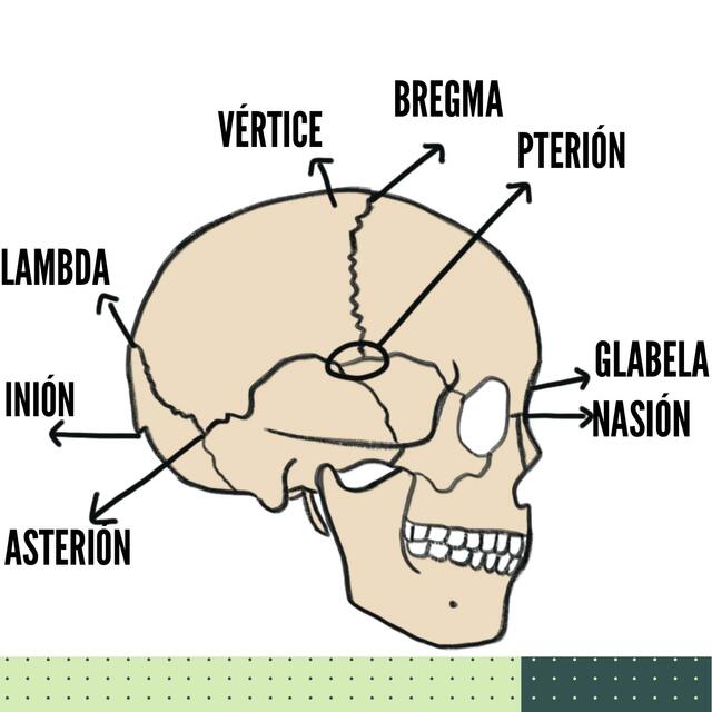 Suturas Craneales