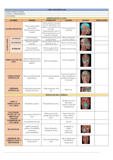 Tabla de Músculos 
