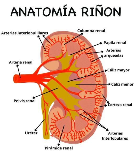 Anatomía Riñón 