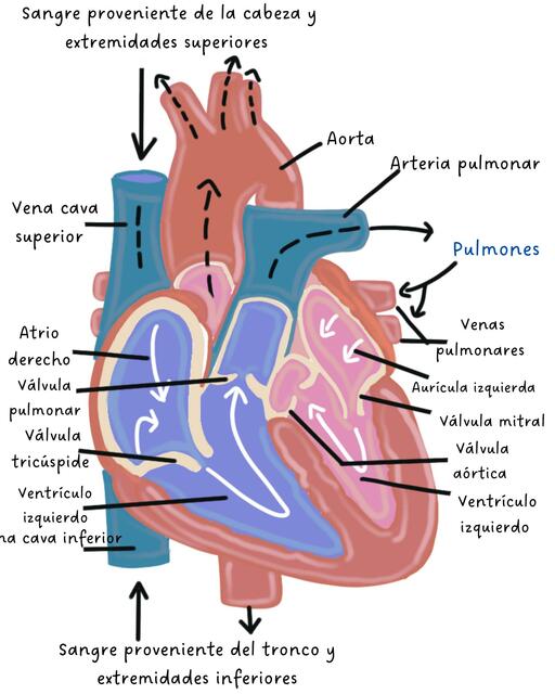 Anatomía del Corazón 