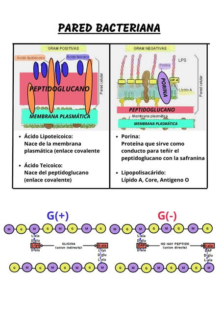 MEMBRANA Y PARED BACTERIANA GRAM (+) (-)