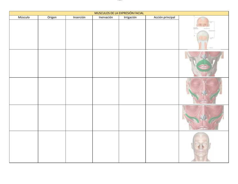 Tablas de musculos 1