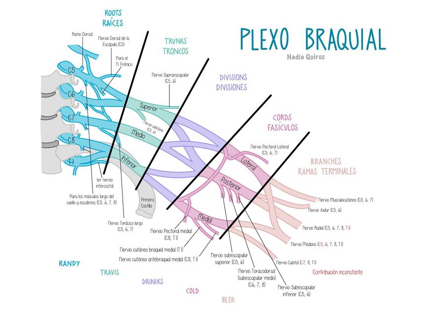 Plexo Braquial