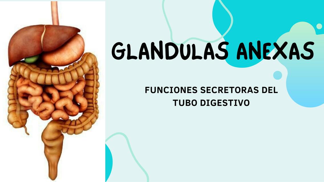 Glándulas Anexas