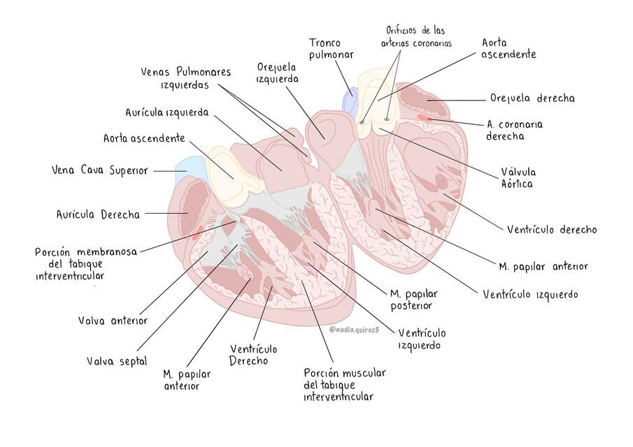 Anatomía corazón