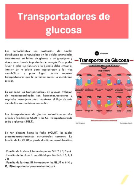 Transportadores de glucosa 