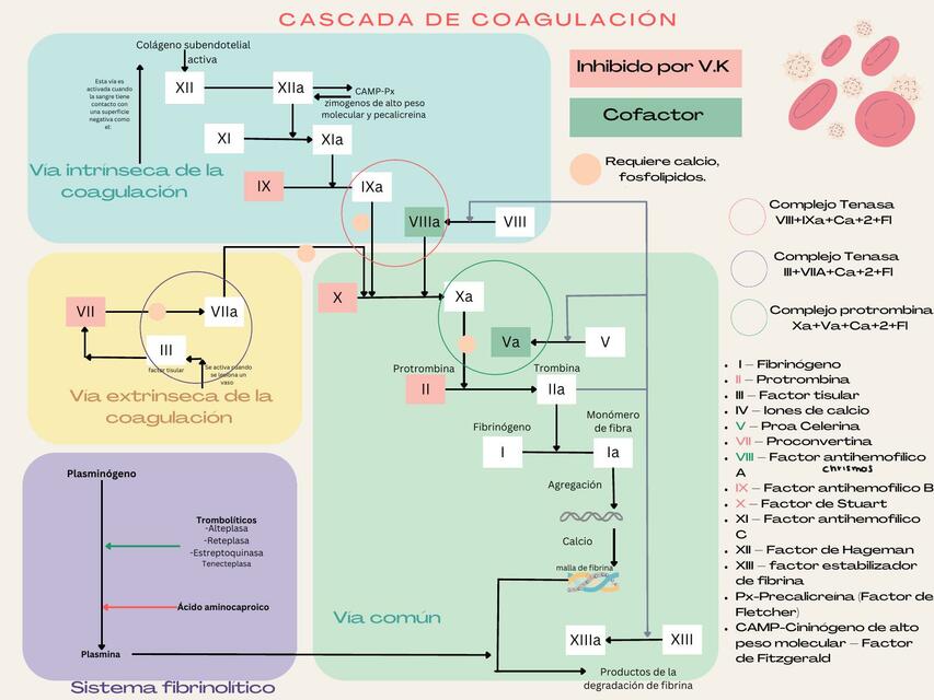 Diagrama de cascada de coagulación