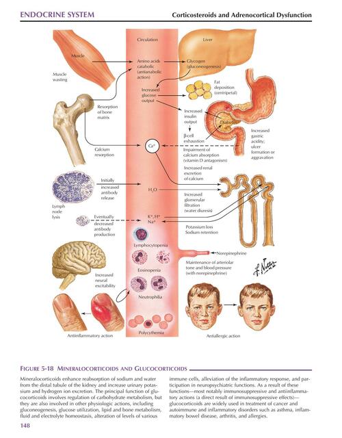 netters illustrated pharmacology download