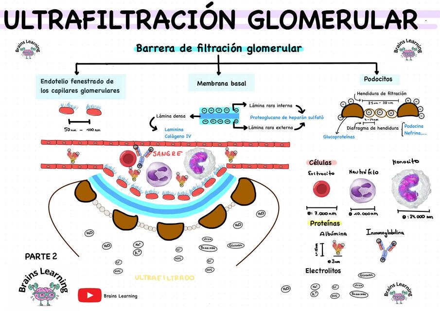 Membrana de filtración glomerular