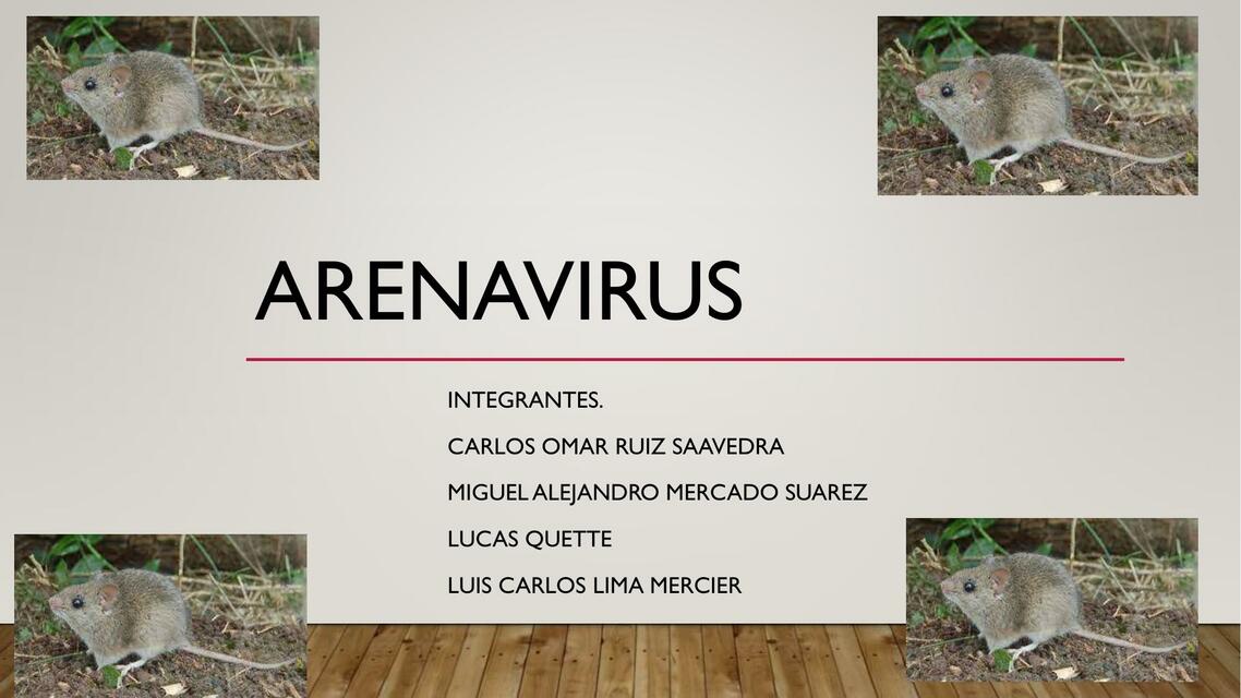 Arenavirus