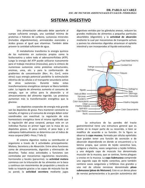 Aparato digestivo