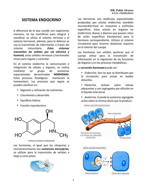 Sistema endocrino