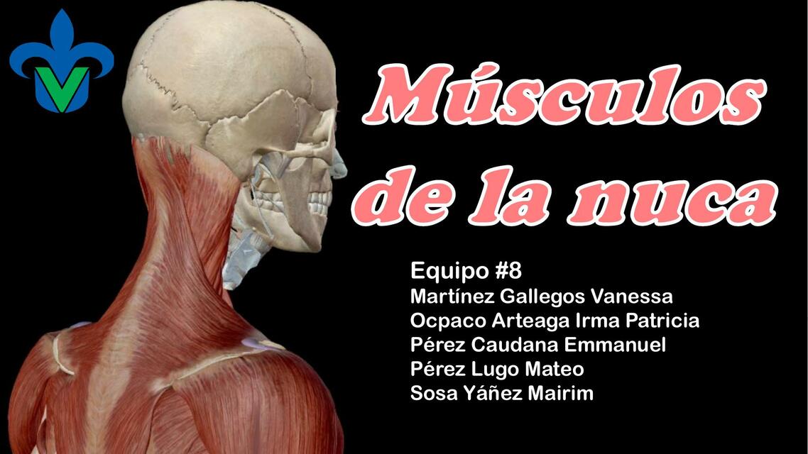 MUSCULOS DE LA NUCA