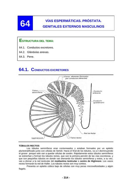 Vias espermaticas Prostata _ histologia