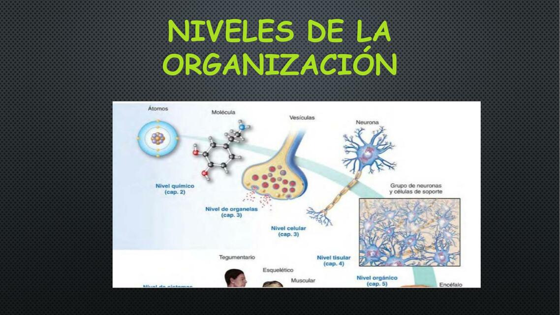 NIVELES DE LA ORGANIZACIÓN 1