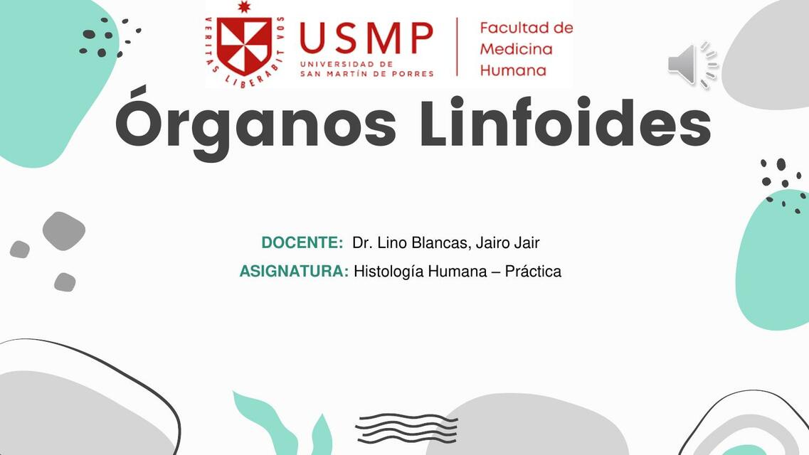 Expo s5 Pra (órganos Linfoides) - Histología