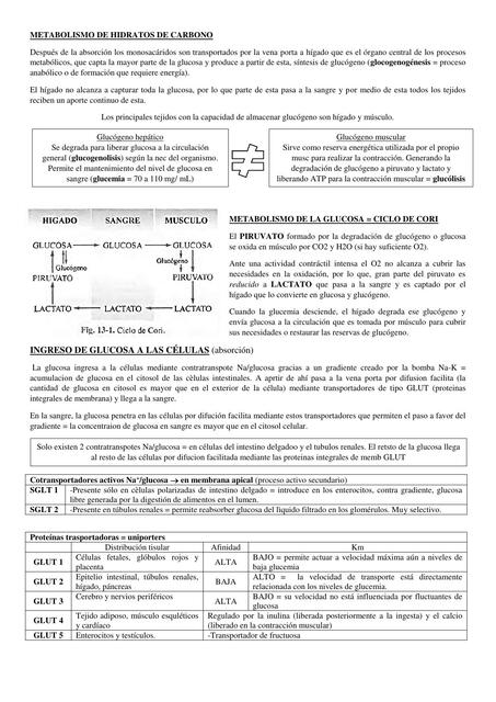 Metabolismo de Hidratos de Carbono 