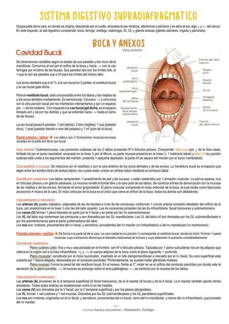 Sistema Digestivo y Supradiafragmático 