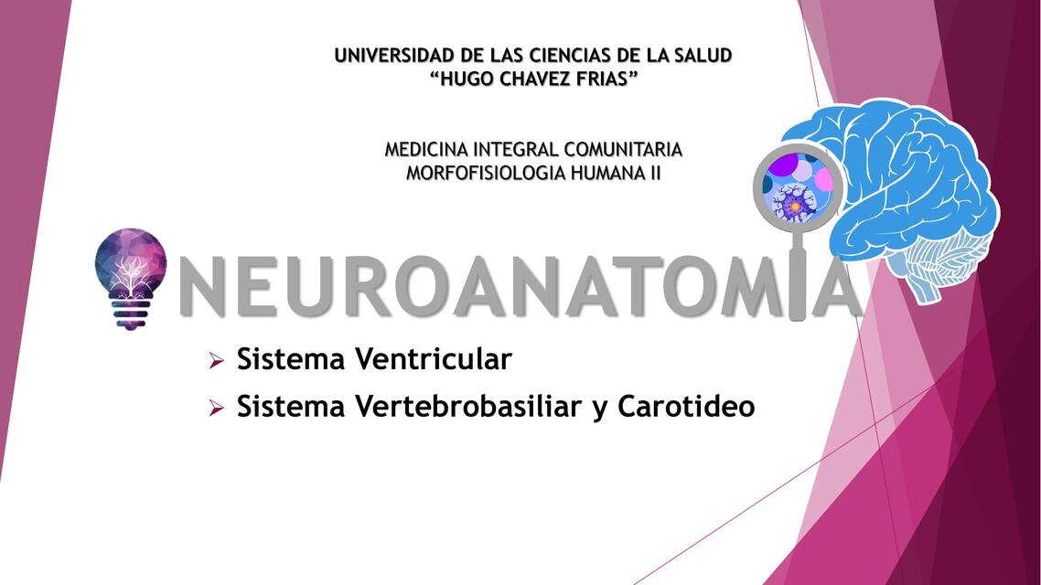 Neuroanatomía  