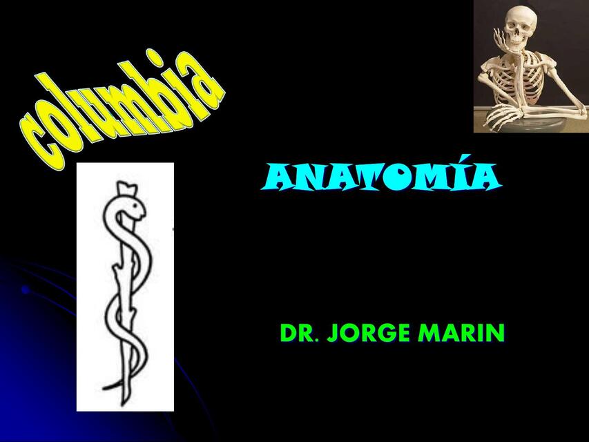 Anatomía  