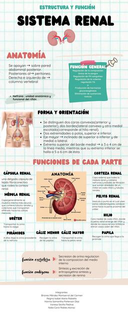 Sistema Renal 