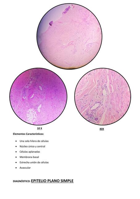 TEJIDOS HISTOLOGIA