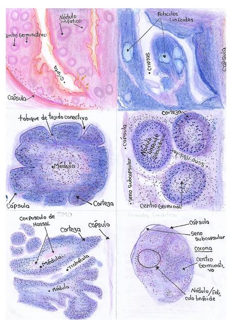 MICROSCOPIO-DIBUJOS-ORGANOS LINFOIDES 