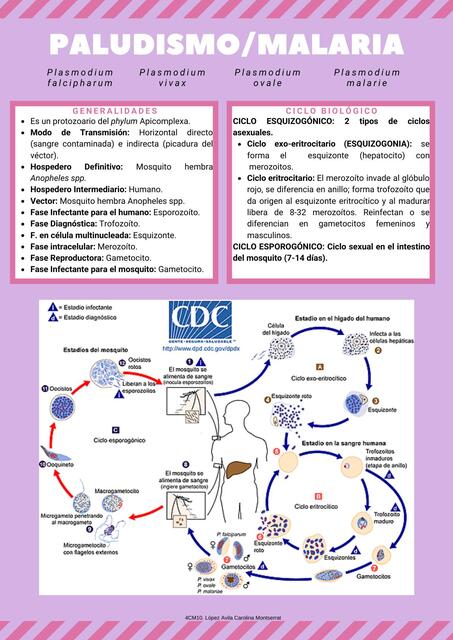 Paludismo (Malaria)