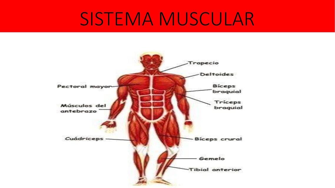 Sistema muscular | AEFA | uDocz