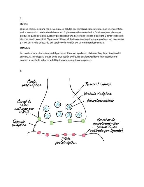 Célula presináptica 