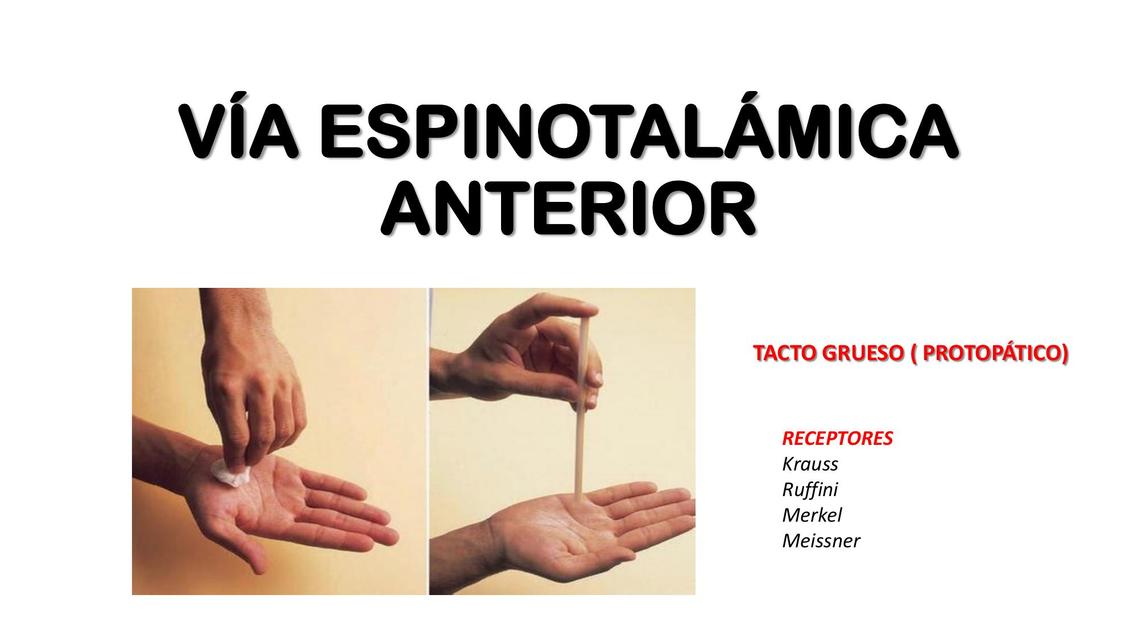 VÍA ESPINOTALÁMICA ANTERIOR