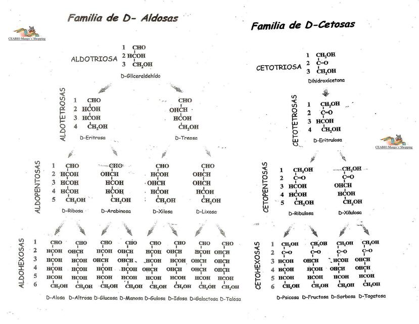 FAMILIA DE ALDOSAS