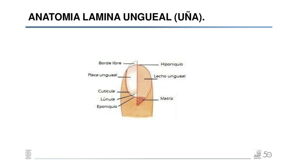 ONICOPATOLOGIAS