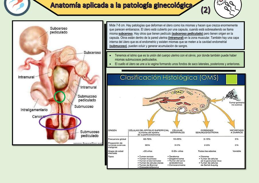 anatom-a-aplicada-a-la-patolog-a-ginecol-gica-2-mishelle-chavez-udocz